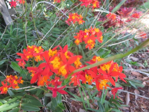 Ground Orchid Cuttings 5 Pack Orange Epidendrum with Aerial Roots - No Pot or Soil