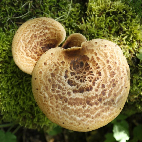 Pheasant Back Mushroom Liquid Culture - Polyporus squamosus - Easy Grow Gourmet Fungi - Nutty Flavor for Culinary Use