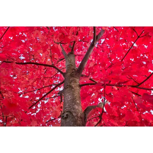 Autumn Blaze Maple Tree Bare Root - Red Foliage - Fast Growing - Acer × freemanii