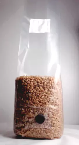 2LB Sterilized Rye Berry Spawn Mushroom Grow Bags - Lot of 2 - with Injection Port - Ideal for Cultivation