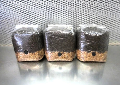 All In One Mushroom Grow Bags 3 x 4 lbs Dung Lovers Bulk Substrate for Indoor Cultivation