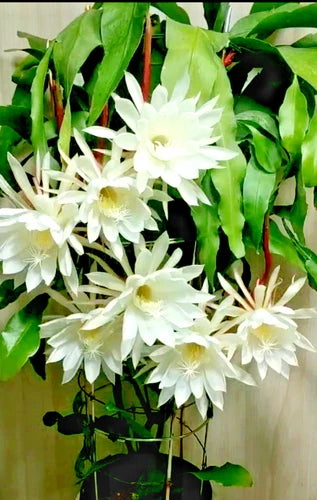 Night Blooming Cereus Cuttings 8"-10" Epiphyllum oxypetalum Cactus Orchid - Two Cuttings - Free Shipping