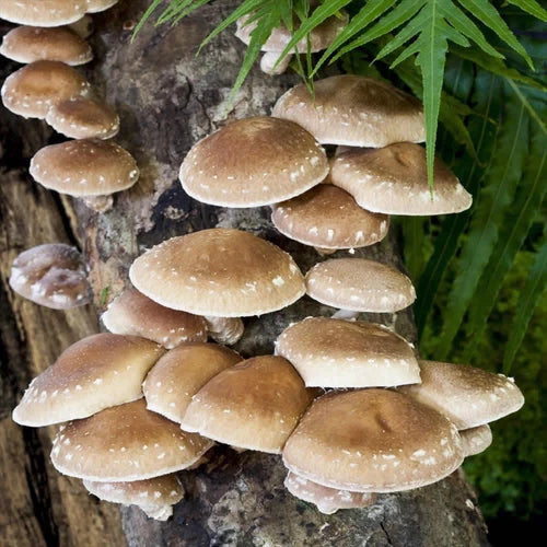 Shiitake Mushroom Mycelium Plug Spawn - 100 Count - Fast-Running Gourmet Fungi - Lentinula edodes - Grow Your Own Edible Mushrooms