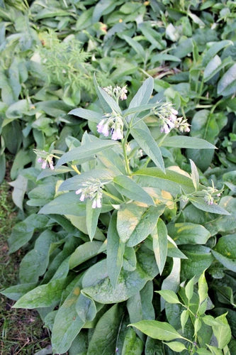 60 Pieces Organic Comfrey Roots for Planting - Live Russian Comfrey (Symphytum officinale) - Freshly Harvested