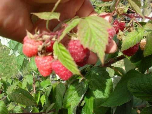 Carolina Red Raspberry Plant – Live Rooted Starter Plant – Ever-bearing, Large Berries – Rubus idaeus – Zones 4-9