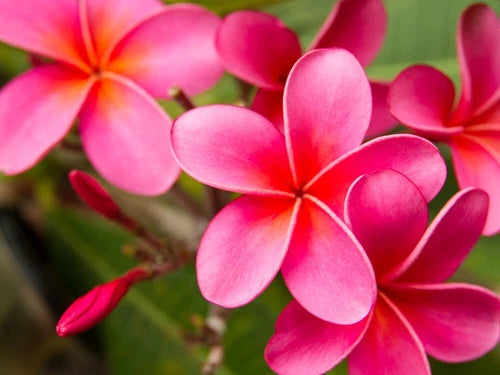 Pink Plumeria Cutting x2 - 10 Inch Unrooted Starter Plant - Frangipani (Plumeria spp.) - Fresh from Big Island