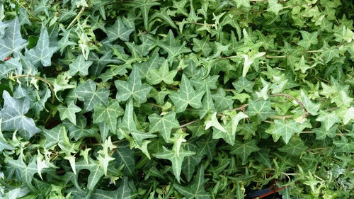 English Ivy Cuttings - 6 Inches Long - Easy to Grow Perennial - Hedera helix - Live Plant Cuttings for Indoor/Outdoor Use