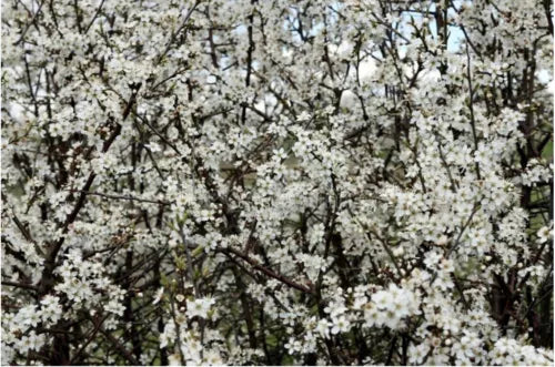 Blackthorn Tree Cuttings - 3 Rooting/Grafting Cuttings, Prunus spinosa, 6+ Inches, Ideal for Grafting or Rooting