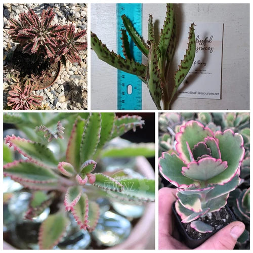 Kalanchoe Succulent Cut 4"-6" Lavender Scallop Bryophyllum - Easy Care Flapjack Plant for Home Decor and Garden