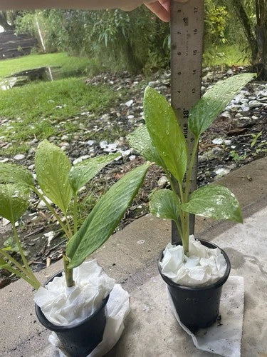 Live Starter Plants - 2 Potted Chinese Ginger Keys (Krachai) - 14” Finger Root - Healthy Rhizomes for Fast Growth