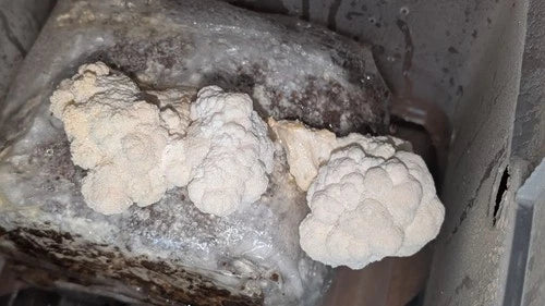Lion's Mane Mushroom Grow Kit for Multiple Flushes - Hericium erinaceus - Easy Indoor Growing, Gourmet Fungi Cultivation Kit