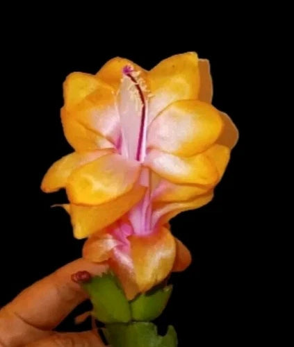 2 Cuttings Yellow Gold Bruxas Brasil Cactus - Thanksgiving/Christmas Cactus (Schlumbergera)