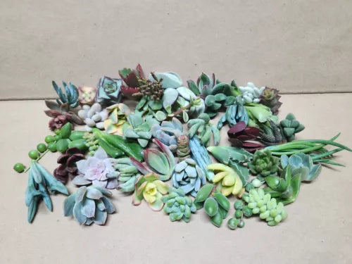 Assorted Succulent Cuttings - 25 Live Plants, 50 Varieties - Perfect for DIY Arrangements, Garden Projects, or Gifts