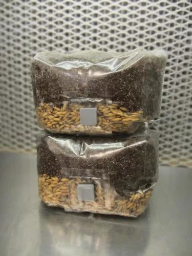 All In One Mushroom Grow Bags 2 lbs - Dung Lovers Substrate with Injection Port - Perfect for Home Cultivation