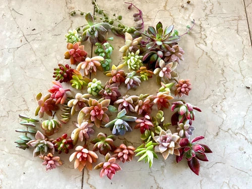 Succulent Cuttings 40 Pack Colorful Healthy Arrangements Echeveria & More