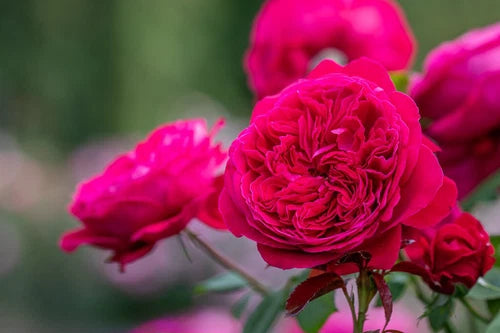 SUPER RARE Rouge Royal Red Rose Cuttings - 3 Rooting or Grafting Cuttings - Rosa 'Rouge Royal'