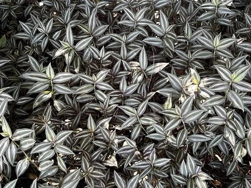 20 Cuttings Tradescantia Zebrina Wandering Jew Plant - Purple Variegated Foliage, Indoor/Outdoor, Fast Growing, USA Grown