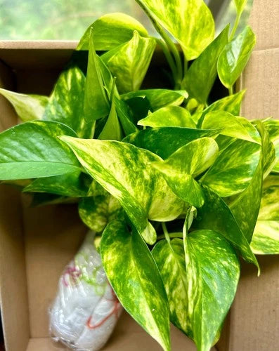 Rooted Pothos Cuttings - 20 Healthy Green Cuttings - Epipremnum aureum