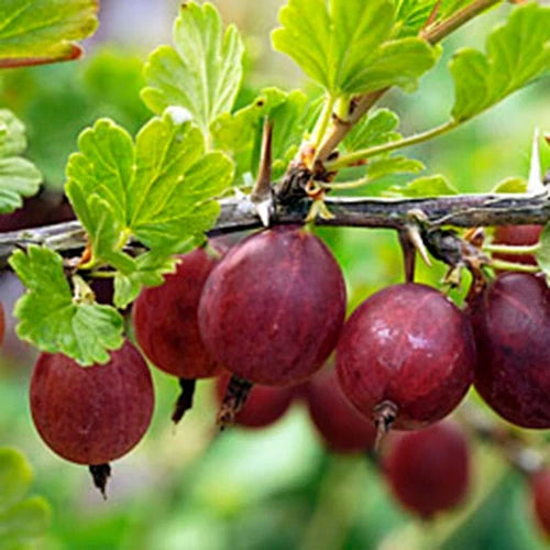 Hinnomaki Red Gooseberry Live Starter Plant - Edible Shrub, Self-Pollinating, Zones 3-7, Ribes uva-crispa