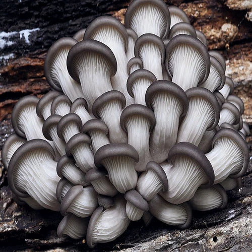Brat Oyster Mushroom Liquid Culture 60ml - Pleurotus ostreatus for Easy Gourmet Mushroom Growing