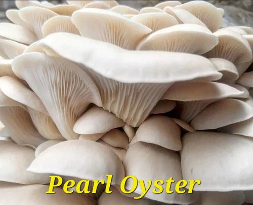 10cc Syringe Pearl Oyster Mushroom Liquid Culture - Pleurotus ostreatus Mycelium for Home Cultivation