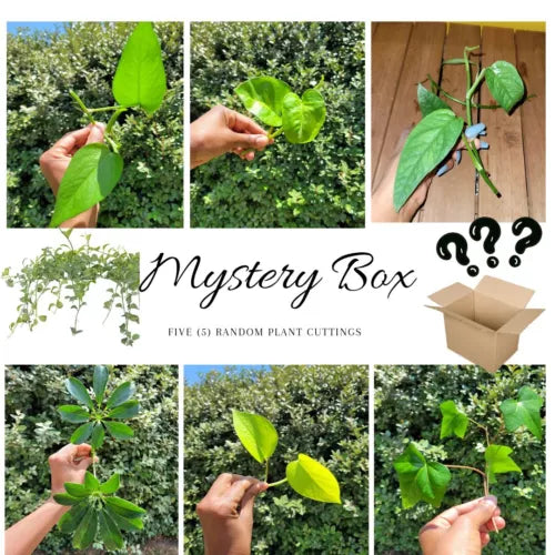 Mystery Rooted Cutting Plant Box - 5 Random Houseplant Cuttings - Assorted Varieties - Indoor Plants for Home Decor