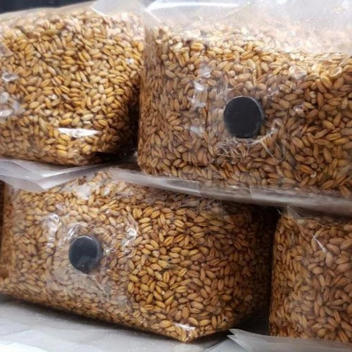 Mushroom Grow Bag 3.5lb Sterilized Grain Spawn for Fast-Growing Mushrooms - HobbyDungeon