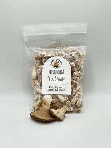Grey Oyster Mushroom Plug Spawn 100X - Pleurotus ostreatus - Premium Quality for Home Cultivation - Free USA Shipping