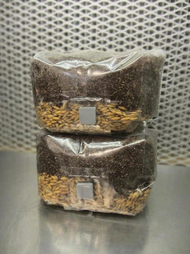 All In One Mushroom Grow Bags 2 x 2 LBS - Dung Lovers Substrate with Injection Port - Ideal for Psilocybe Cubensis Cultivation