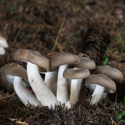Fried Chicken Mushroom Liquid Culture Syringe 12cc - Lyophyllum decastes for Easy Mushroom Cultivation and Edible Fungi