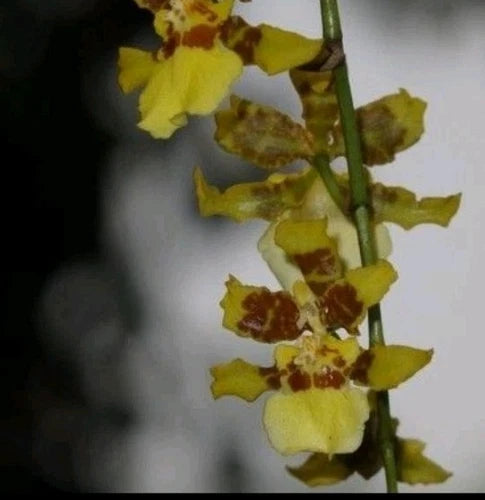 Kandyan Dancer Orchid Bare Root Large Oncidium Dancing Lady Gold Black Orange