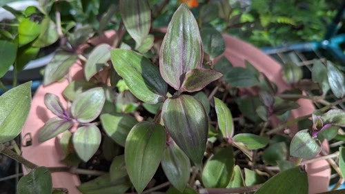Rare Tradescantia "Purple Plush" Cuttings 3-4" Long for Propagation - 8 Cuttings - Ideal for Indoor Plant Lovers