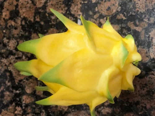 Hawaiian Gold Dragon Fruit Cuttings 8"-10" - Fast Rooting, Self-Sterile - Hylocereus undatus