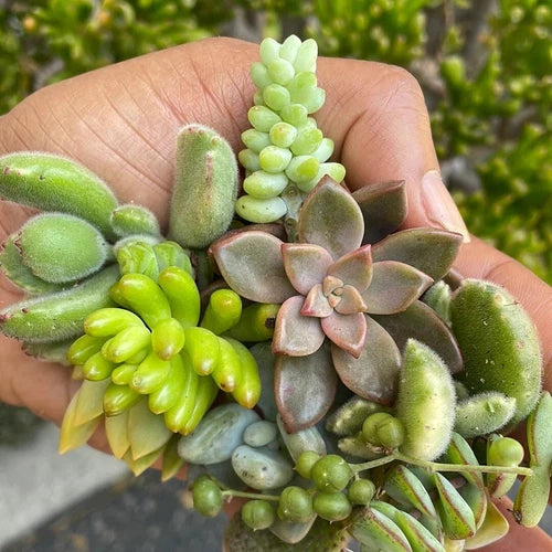 Live Succulent Cuttings - 5 Assorted Varieties - Drought Tolerant Indoor/Outdoor Plants - Perfect for Garden Starter - USA Grown