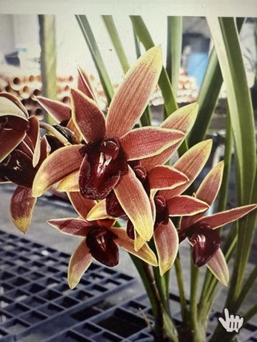 Orchid Plant Bare Root Cymbidium Aussie Dreamtime - Exotic Orchid from Certified Growers, Las Vegas, Nevada