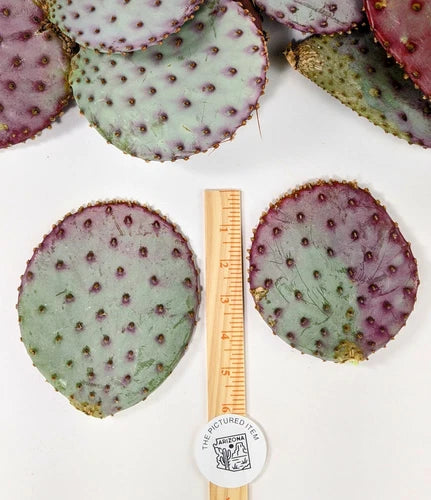 Santa Rita Purple Prickly Pear Cactus Cut Pads 5-6" Opuntia Violacea - Winter Hardy, Red-Purple Color, Arizona Grown