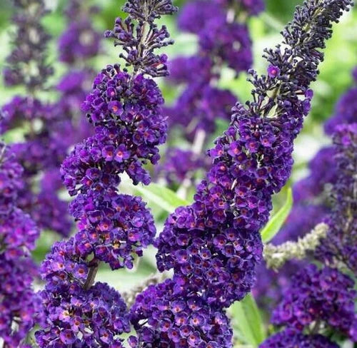 Buddleja Davidii 6" Purple Butterfly Bush Cuttings - 7 Live Flower Plants for Outdoor Garden, Perennial Shrub