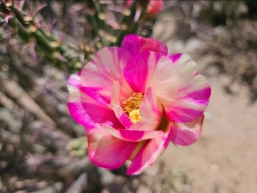Cylindropuntia Imbricata Live Rooted Cactus 7-8" Pink/White Flowers, Albuquerque NM Native Plant
