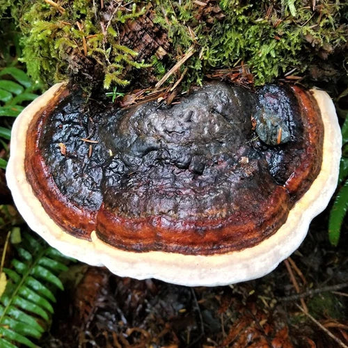Red-Banded Polypore Liquid Culture Syringe 12cc - Fomitopsis pinicola Mycelium for Mushroom Cultivation and Research