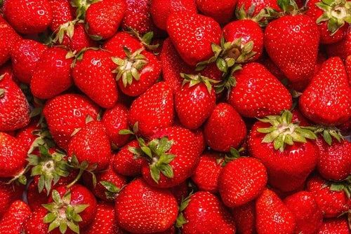 Jewel Strawberry Plants Bare Root (5 Roots) - Fragaria x ananassa - High-Quality Fruit-Bearing Garden Plants for Home Growing