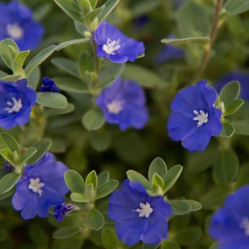 Evolvulus Blue Daze Live Plant Plug - Blue Flowers, Well-Rooted (Evolvulus glomeratus) - Ideal for Baskets & Landscapes