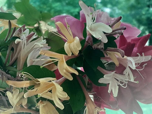 Antique Pink Honeysuckle Vine 12" Bare Root Live Plant - Fragrant Climbing Vine (Lonicera) for Garden Fences and Trellises