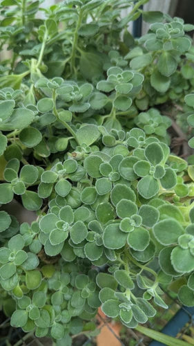 Unrooted Cuttings Plectranthus Tomentosa Vicks Plant - 5 Cuttings - Aromatic Herb for Indoor Gardening