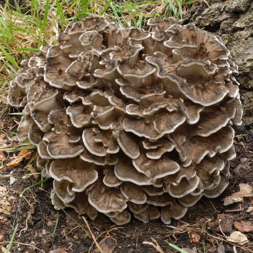 Hen of the Woods Mushroom Liquid Culture Syringe 10mL - Grifola frondosa - Gourmet Maitake Fungi for Home Cultivation