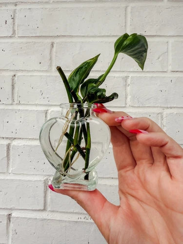 Rooted Cuttings Bundle - Shangri Ooh La La Pothos - Unique Variegated Foliage - Epipremnum aureum