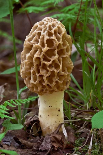 Morel Mushroom Grow Kit - 40g Sawdust Substrate - Easy Cultivation - Morchella spp.