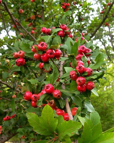 2 Live Mayhaw Fruit Trees 6" Red Seedling (Crataegus aestivalis) - Heirloom Apple Hawthorn for Edible Landscaping