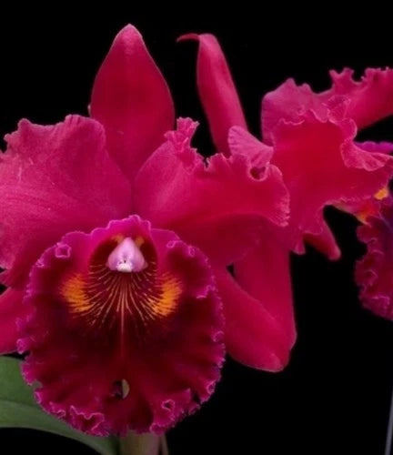 Hybrid Orchid Plant - Bare Root Blc. Oconee Mendenhall - Blooming Size - Imported from Brazil - Unique Flower Variety
