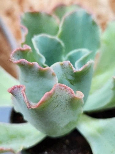 Echeveria Hybrid Ruffles Succulent Plant 4.5" Wide in 4" Pot - Healthy & Well Rooted Echeveria (Succulent)