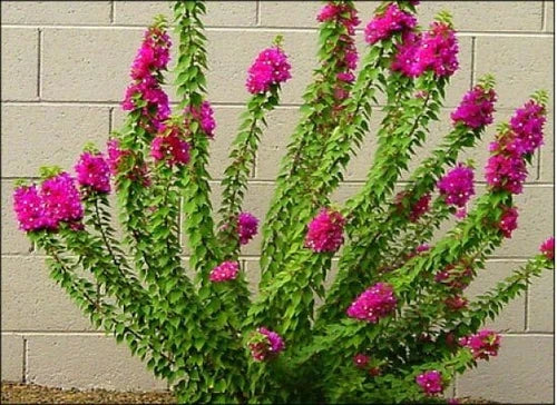 Bougainvillea Pink Torch Glow Live Plant 2-4 Ft Tall Reddish Pink Blooms (Bougainvillea) - Easy Care Evergreen Shrub